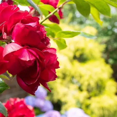 Elise Am - Ringwall 107 *